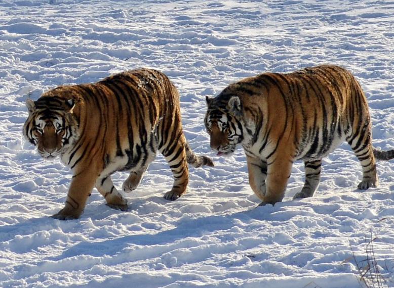 Group Tour to Siberia Tiger and SunIsland